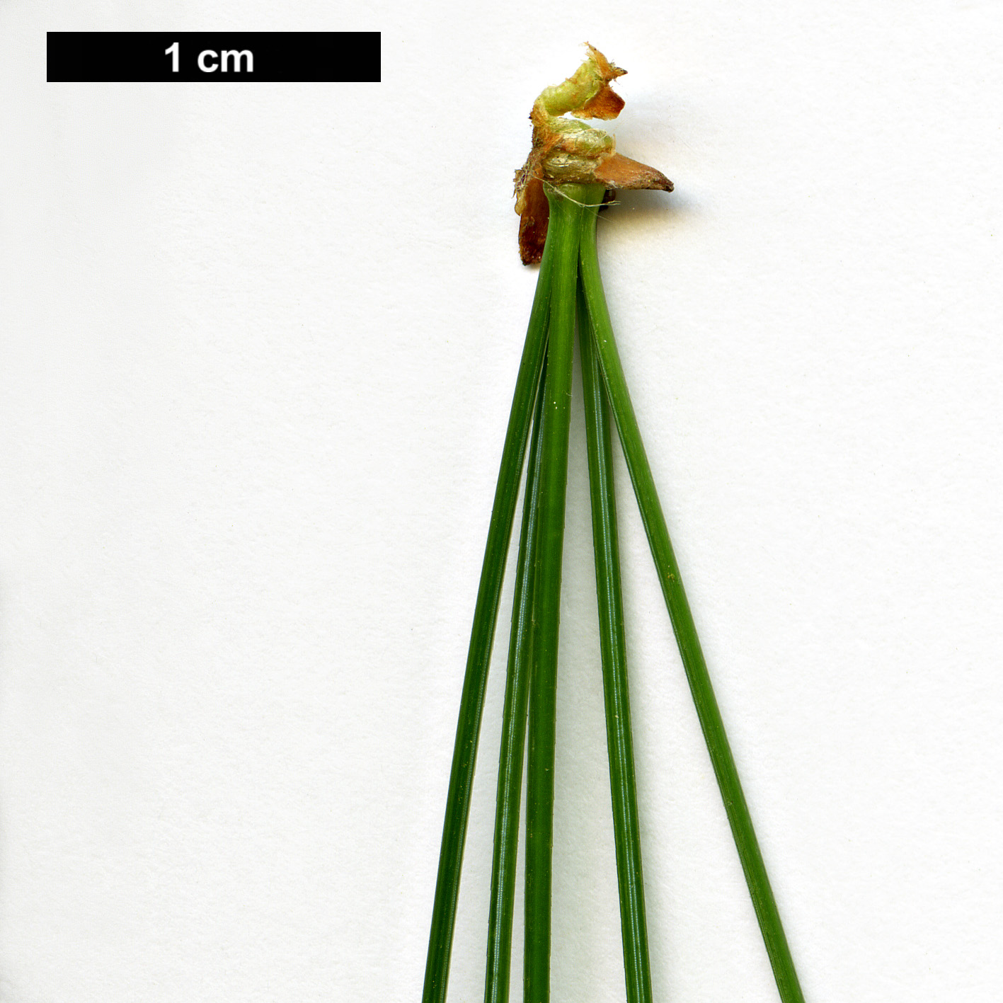 High resolution image: Family: Pinaceae - Genus: Pinus - Taxon: veitchii 